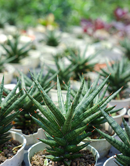 Chính Sách Bán Sỉ - Kanso Plant