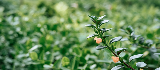 Chính Sách Bảo Hành - Kanso Plant