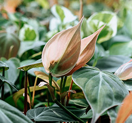 Hướng Dẫn Thanh Toán - Kanso Plant