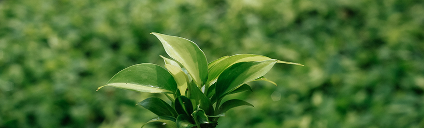 Chính Sách Giao Hàng - Kanso Plant