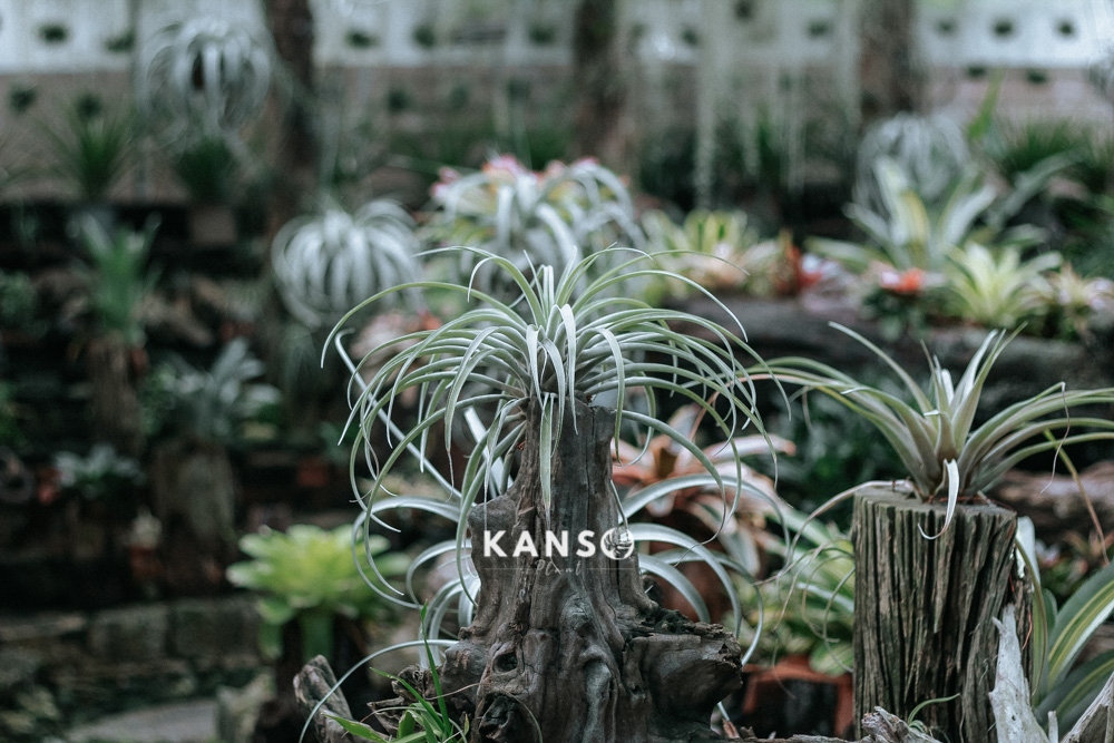 VƯỜN CÂY KHÔNG KHÍ