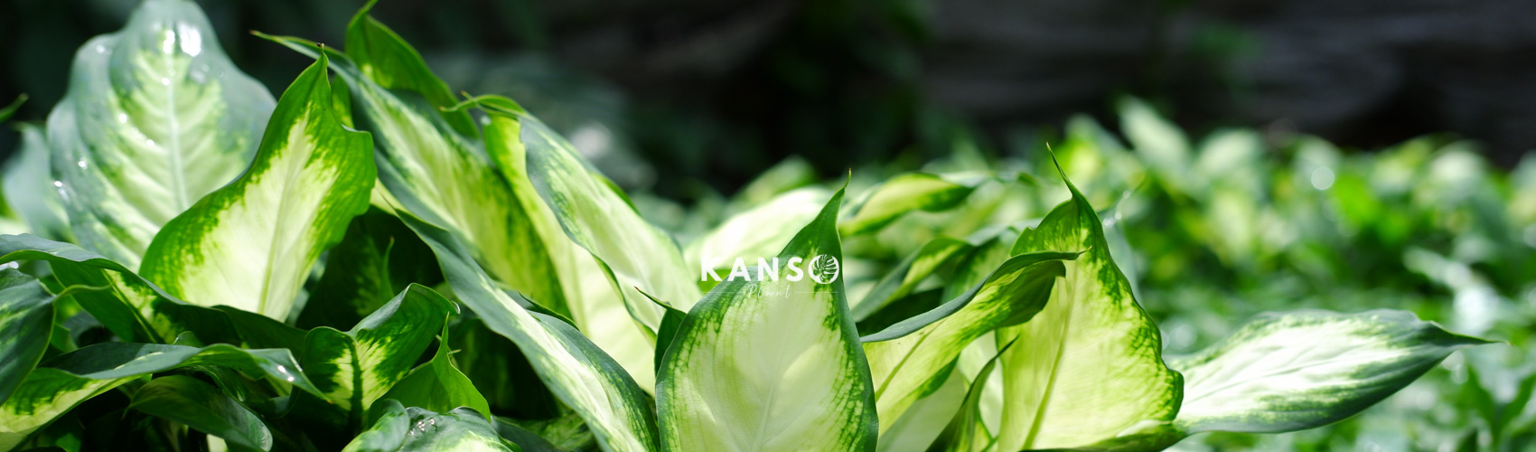 Kinh Doanh Cây Cảnh Trên Sàn TMĐT Có Khó Không?