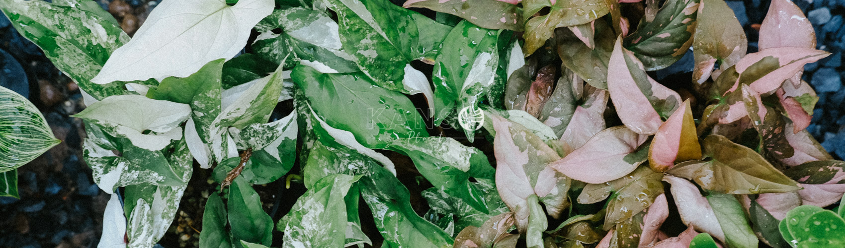 Tróc bạc - Syngonium