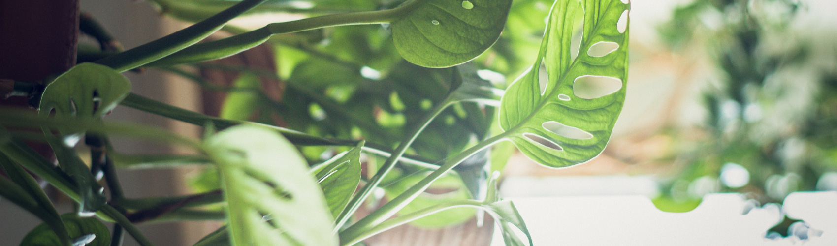 Vài Lưu Ý Khi Chọn Nguồn Cung Cấp Cây Cảnh