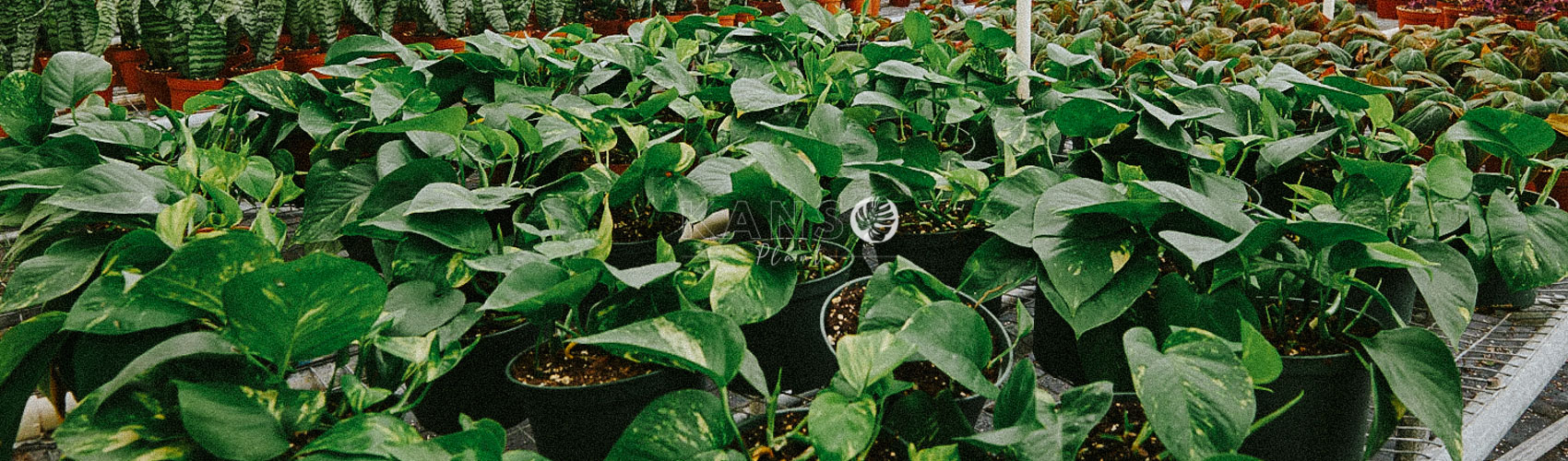 Trầu bà -  Epipremnum aureum