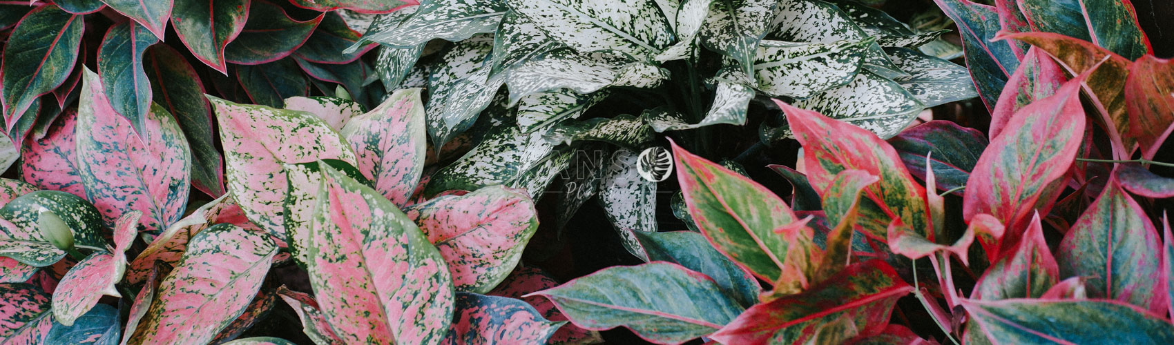 Aglaonema - Chinese Evergreen