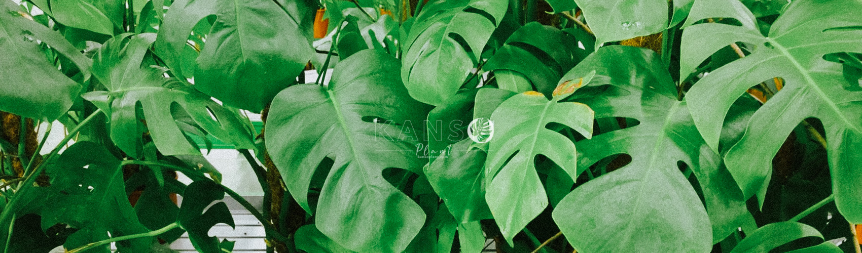 Mini Monstera