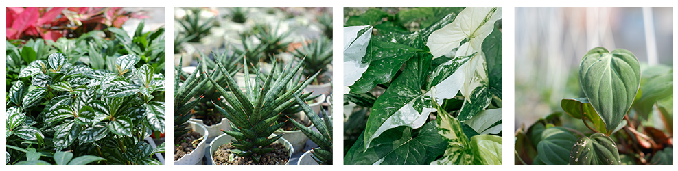 TỪ ĐIỂN CÂY XANH