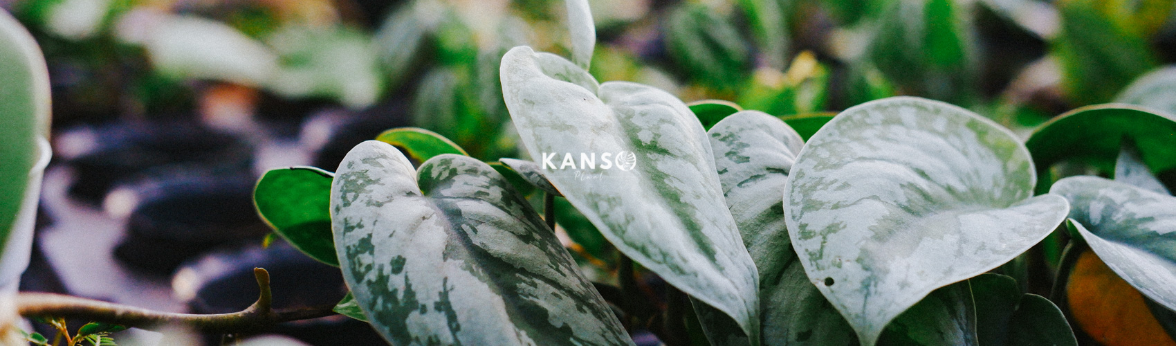 Trầu Bà Lụa - Scindapsus