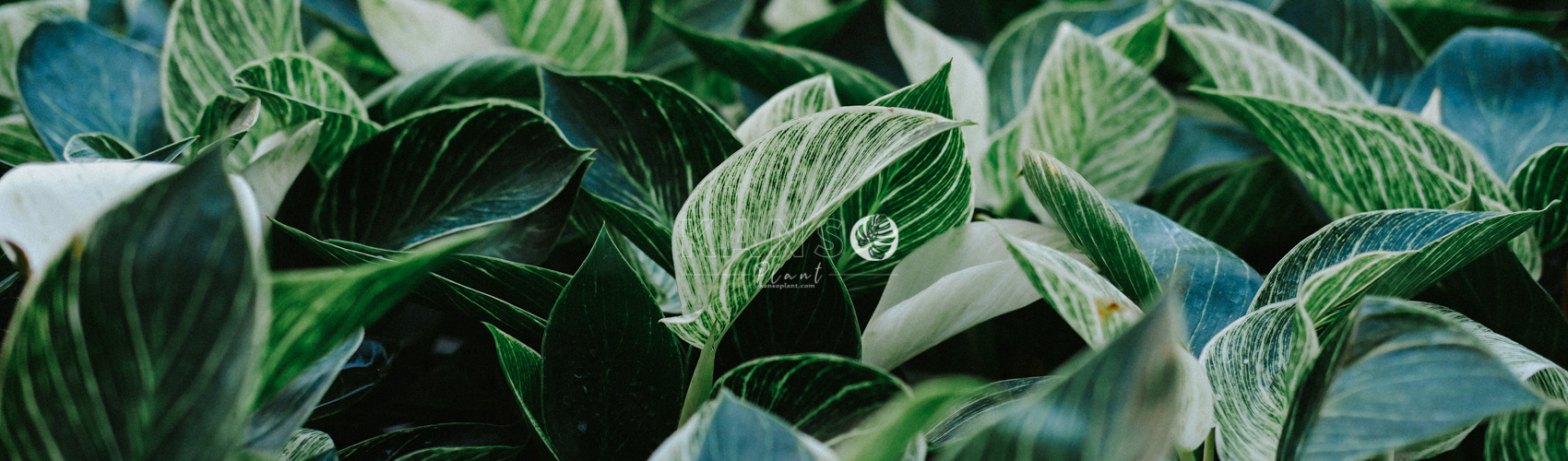 Philodendron Đế Vương