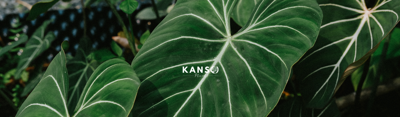 Philodendron Gloriosum