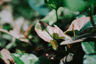 Tróc bạc - Syngonium