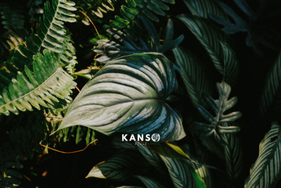 Philodendron thân bò