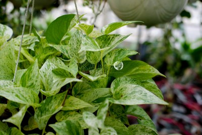 Trầu bà -  Epipremnum aureum