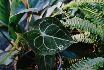 Anthurium - Hồng Môn