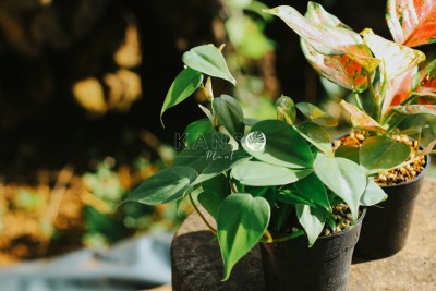 Trầu Bà - Philodendron Hederaceum