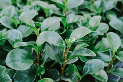 Cây Trường Sinh - Peperomia