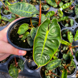 Cây Hạc Cam - Philodendron Billietiae