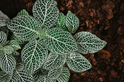Cây May Mắn - Fittonia