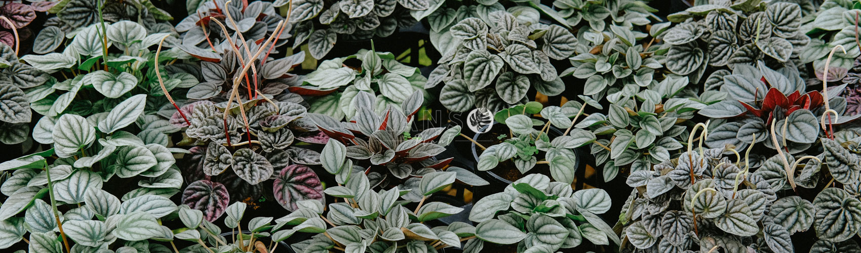 Cây Hạnh Tiên Thảo - Peperomia Caperata