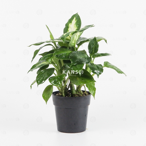 Vạn Niên Thanh 8.0