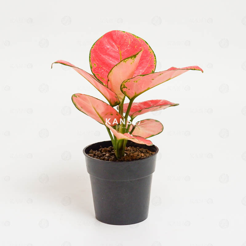 Hồng Phát Lộc 8.0