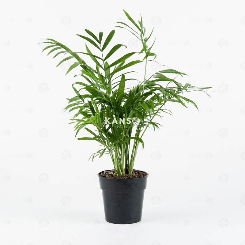 Cau Tiểu Trâm 8.0