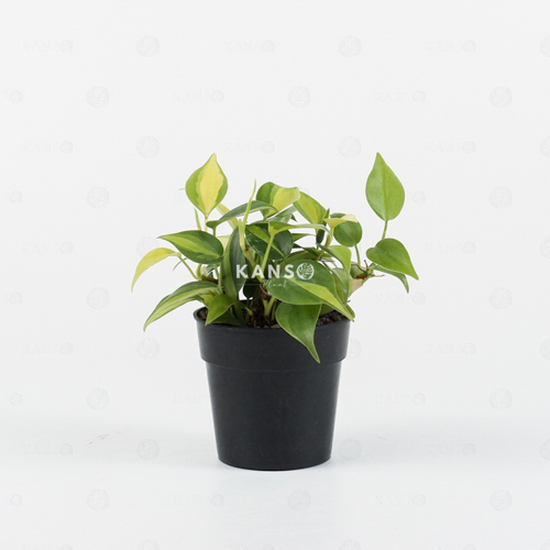 Trầu Bà Brasil 8.0