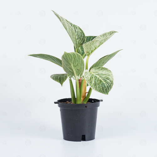 Đế Vương Trắng 10.0