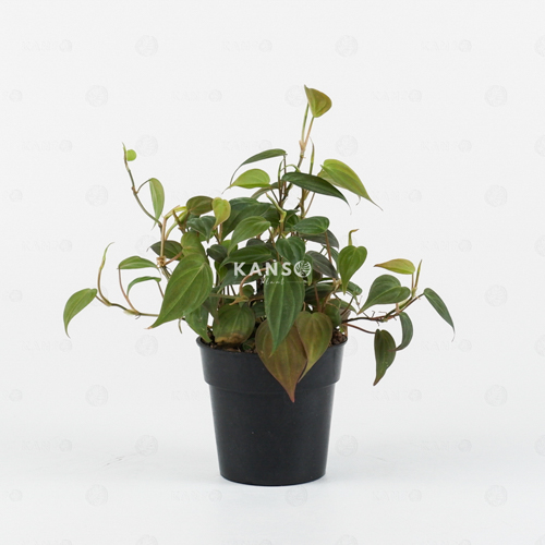 Trầu Bà Micans 8.0