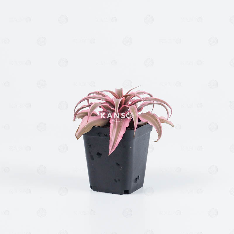 Dứa Tiểu Phụng 6.0