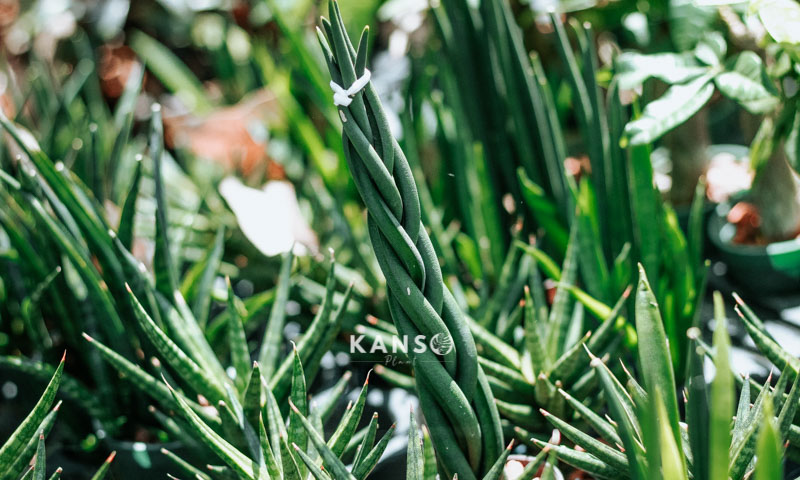 Giao hàng & Thanh toán