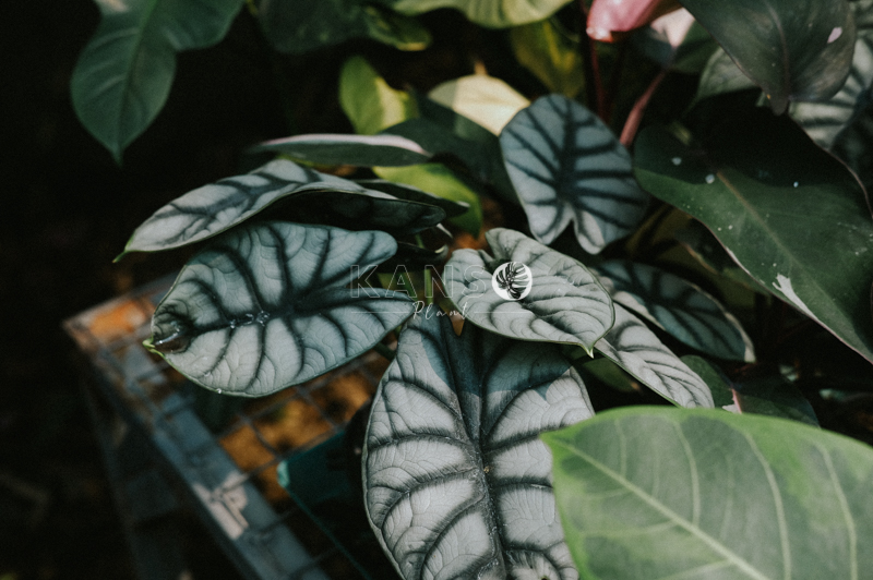 Đặc điểm và cách chăm sóc cây Rồng Bạc - Alocasia Silver Dragon - Đặc điểm và cách chăm sóc cây Alocasia - KANSO Plant ®