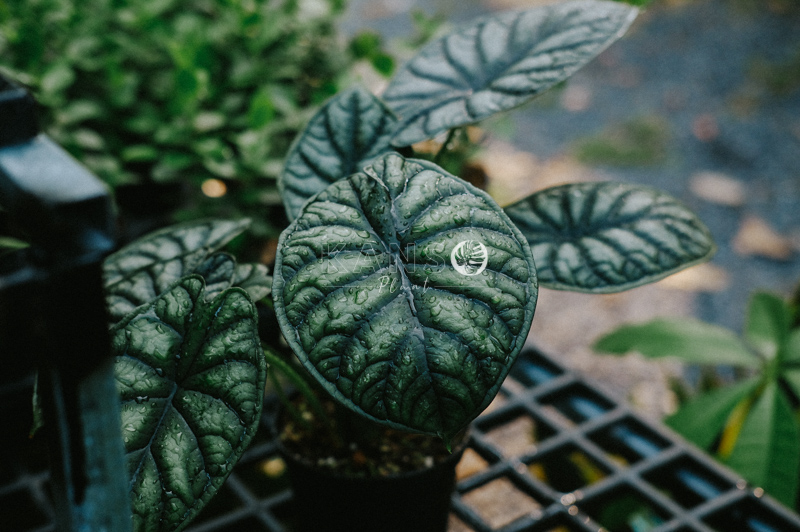 Đặc điểm và cách chăm sóc cây Rồng Xanh - Alocasia Dragon Scale - Đặc điểm và cách chăm sóc cây Alocasia - KANSO Plant ®