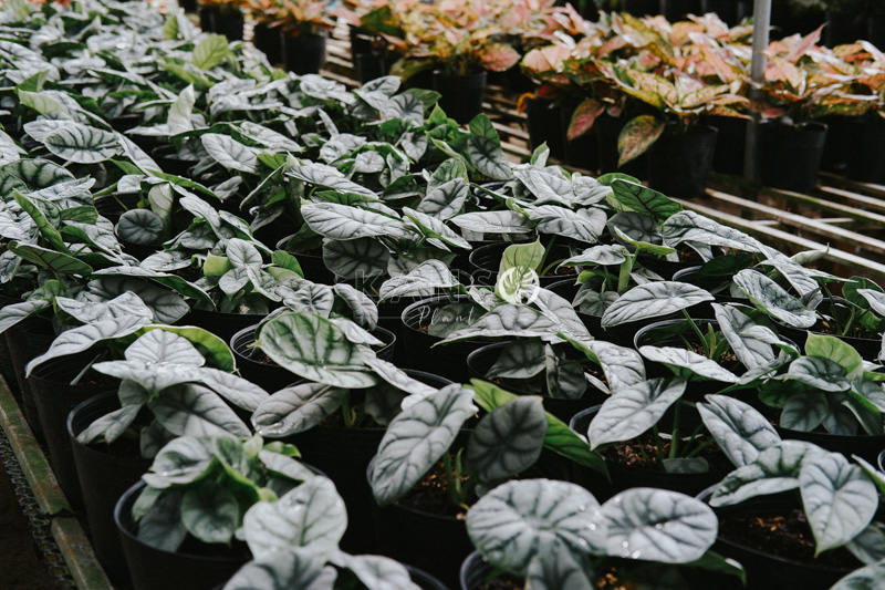 Đặc điểm và cách chăm sóc cây Alocasia KANSO Plant ®