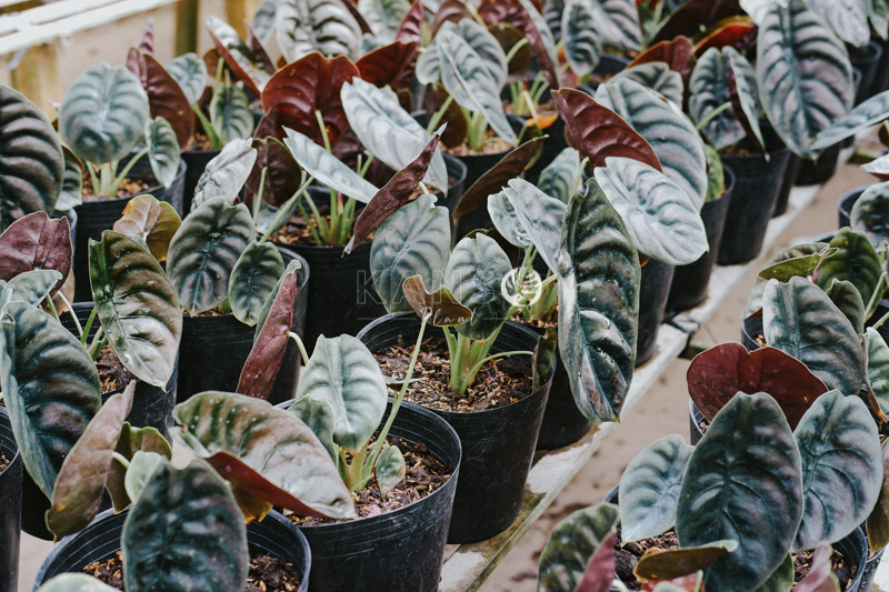 Đặc điểm và cách chăm sóc cây Alocasia KANSO Plant ®