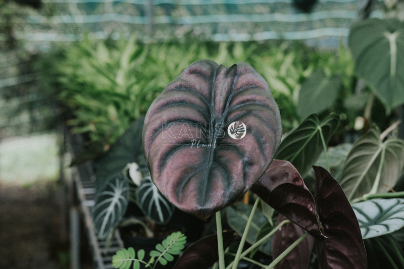 Đặc điểm và cách chăm sóc cây Môn Rồng Đỏ - Alocasia Red Secret - KANSO Plant ®
