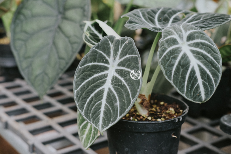 Đặc điểm và cách chăm sóc cây Môn Nhung Đen - Alocasia Reginula - KANSO Plant ®