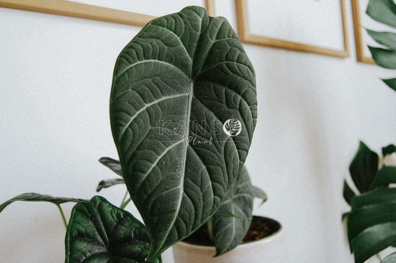 Đặc điểm và cách chăm sóc cây Rồng Xám - Alocasia Grey Dragon - KANSO Plant ®