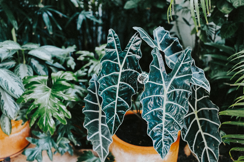 Đặc điểm và cách chăm sóc cây Môn Quan Âm - Alocasia Polly - KANSO Plant ®