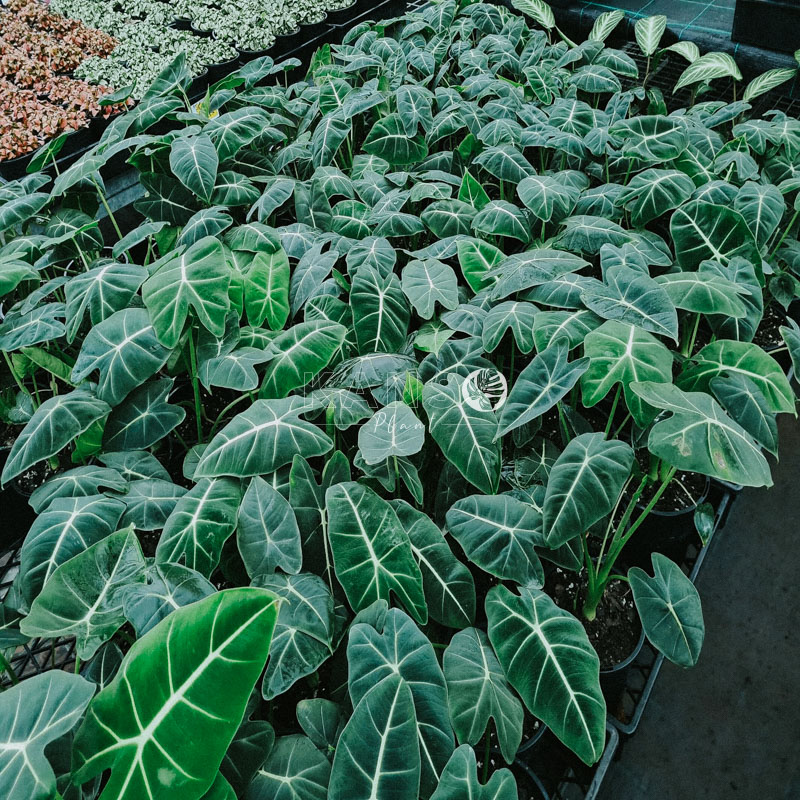 Đặc điểm và cách chăm sóc cây Môn Nhung Xanh - Alocasia Frydek - KANSO Plant ®