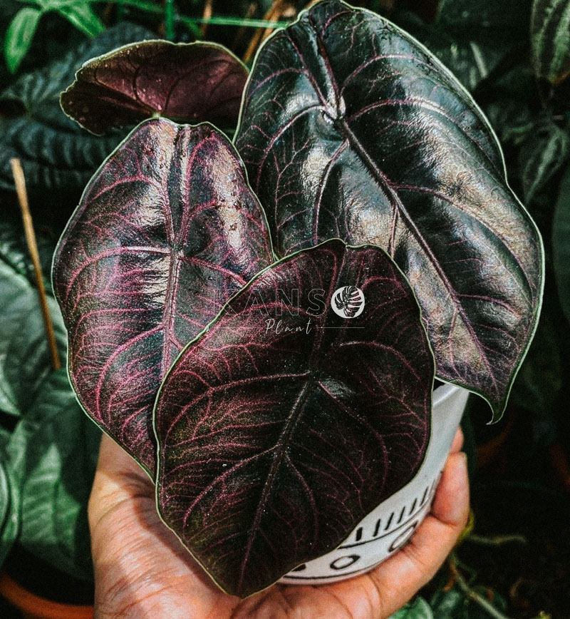 Đặc điểm và cách chăm sóc cây Môn Rồng Tím - Alocasia Red Mambo - KANSO Plant ®