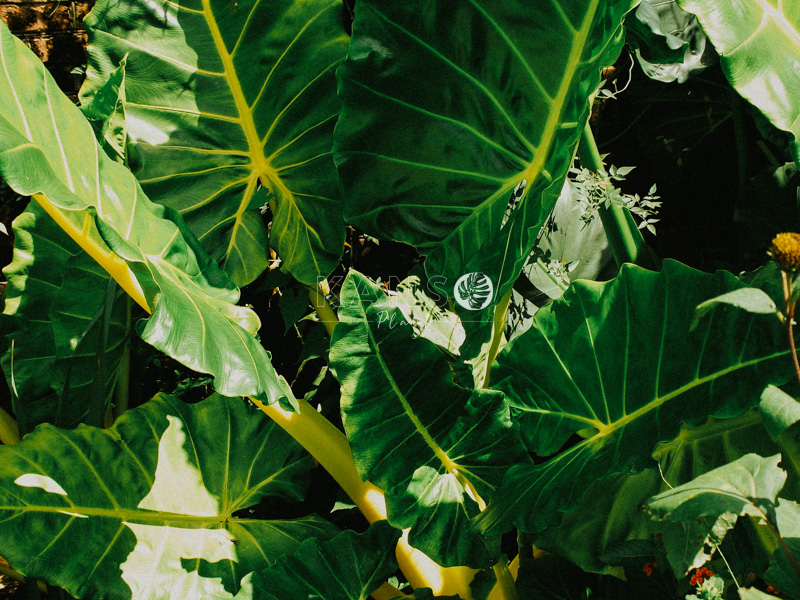 Đặc điểm và cách chăm sóc cây Ráy Voi - Alocasia Lutea Golden - KANSO Plant ®