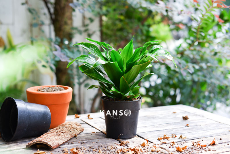 Nguồn Gốc Đặc Điểm Cây Phát Tài Úc Dracaena Deremensis - KANSO Plant