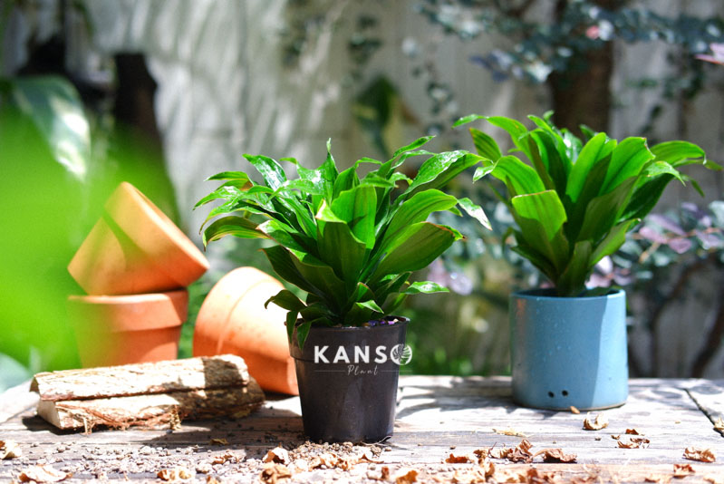 Hướng dẫn chăm sóc cây Phát Tài Úc Dracaena Deremensis - Kanso Plant